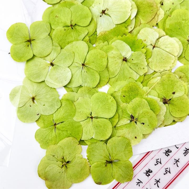 I631 Autumn Hydrangea Dried Flower Embossing Herbarium Handmade Bookmark for Greeting Card Decoration
