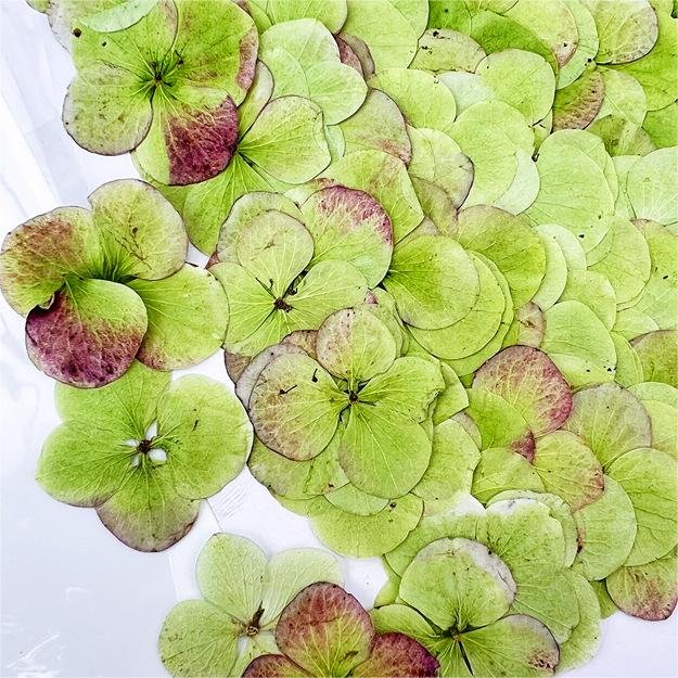 I631 Autumn Hydrangea Dried Flower Embossing Herbarium Handmade Bookmark for Greeting Card Decoration