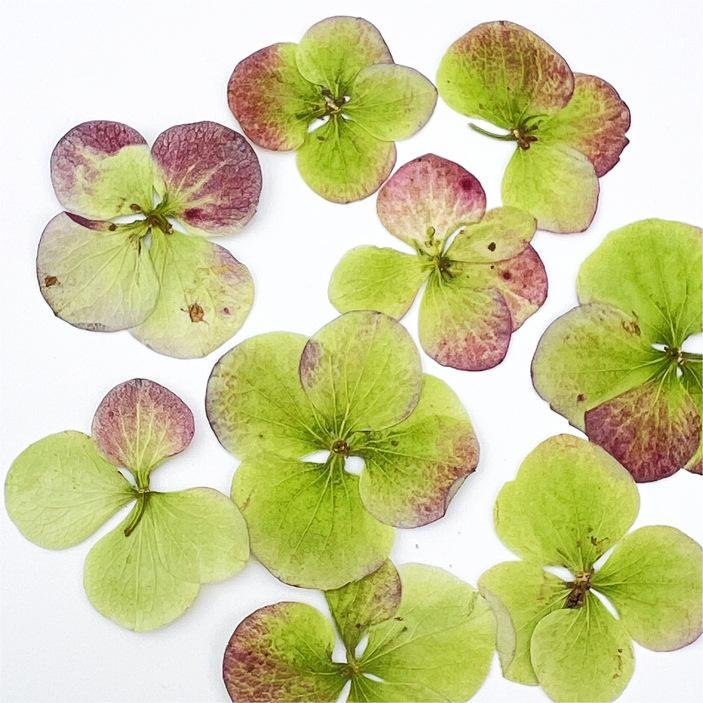 I631 Autumn Hydrangea Dried Flower Embossing Herbarium Handmade Bookmark for Greeting Card Decoration