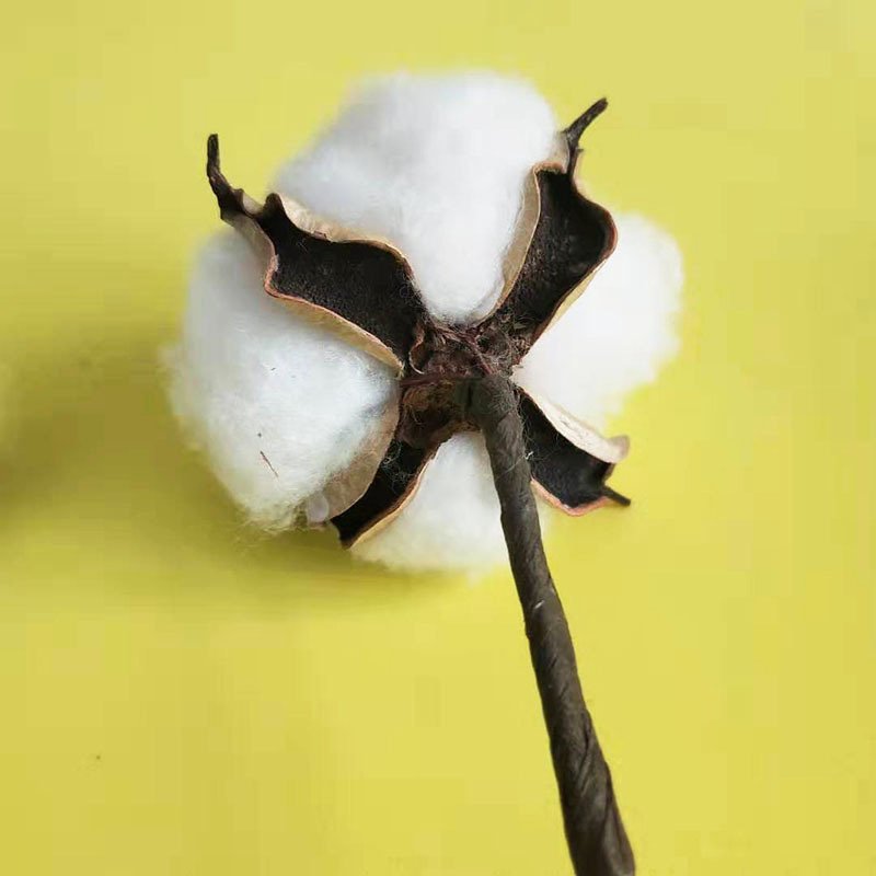 Wholesale Natural Dried Flower Plants Handmade Dried Cotton Flowers For DIY Bouquet Decoration
