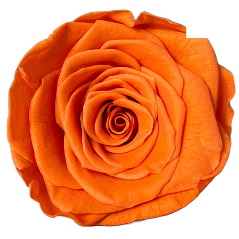 Decorative Flowers & Wreaths DIY Material Red Wholesale Natural Roses Bud 6cm Real Preserved Rose
