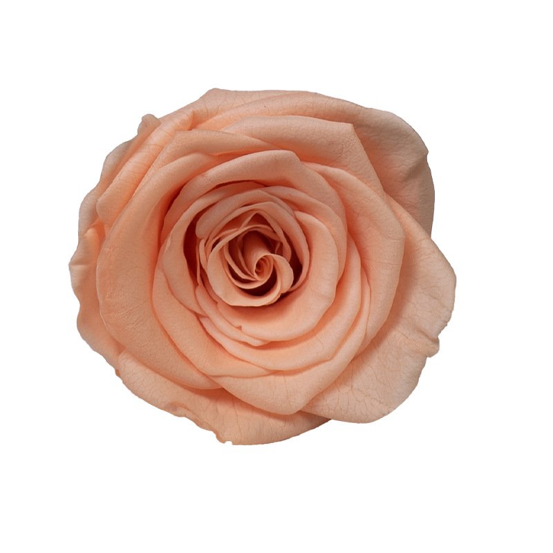 Decorative Flowers & Wreaths DIY Material Red Wholesale Natural Roses Bud 6cm Real Preserved Rose