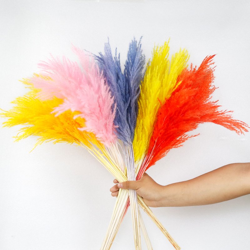 GH-147 natural dyeing fluffy boho real dried flower material golden reed pampas grass pink wedding decor