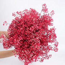 BB-08-120g