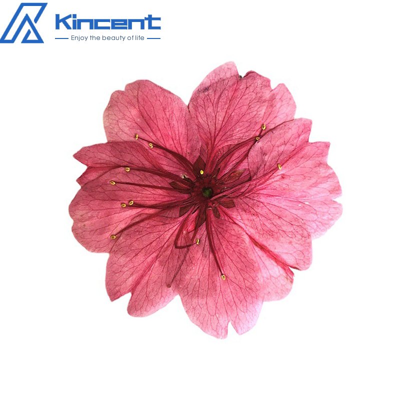 Dried Pressed Flowers Cherry Blossom Natural Plant Specimens Handmade Materials Natural Color Flowers