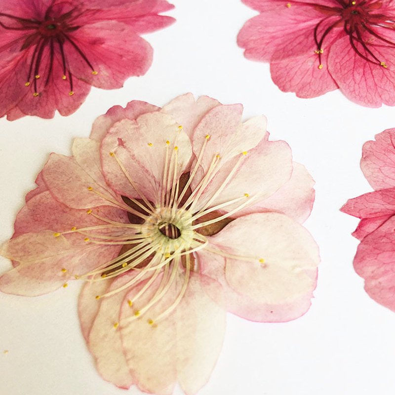Dried Pressed Flowers Cherry Blossom Natural Plant Specimens Handmade Materials Natural Color Flowers
