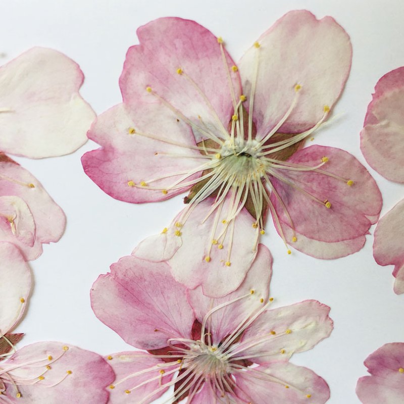 Dried Pressed Flowers Cherry Blossom Natural Plant Specimens Handmade Materials Natural Color Flowers