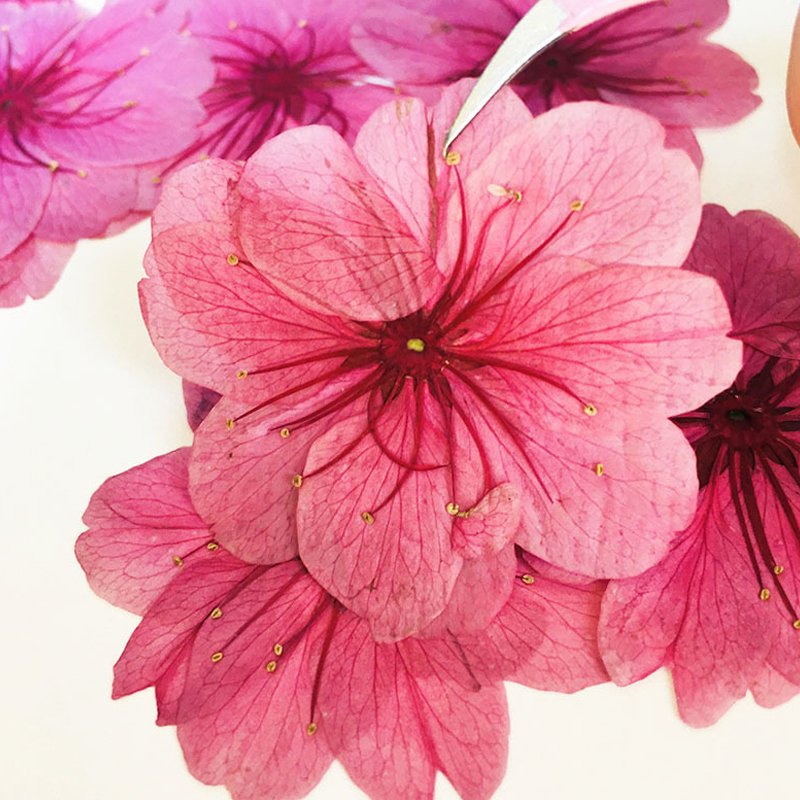 Dried Pressed Flowers Cherry Blossom Natural Plant Specimens Handmade Materials Natural Color Flowers