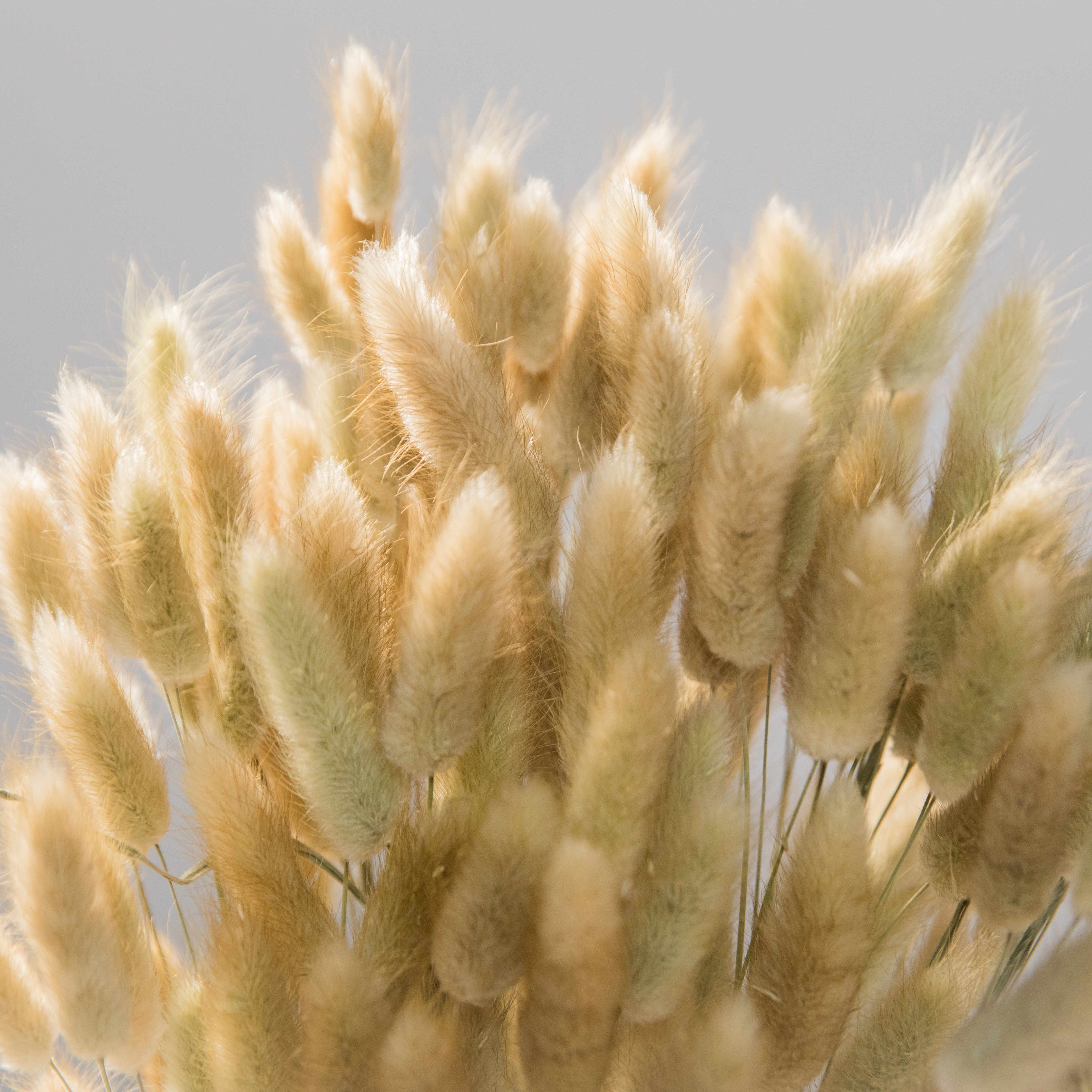 Xiangnan 2023 Hot Sale Lagurus Natural Bunny Tails Dried Flowers Grass Yunnan Dried Rabbits Tails Grass Supplier