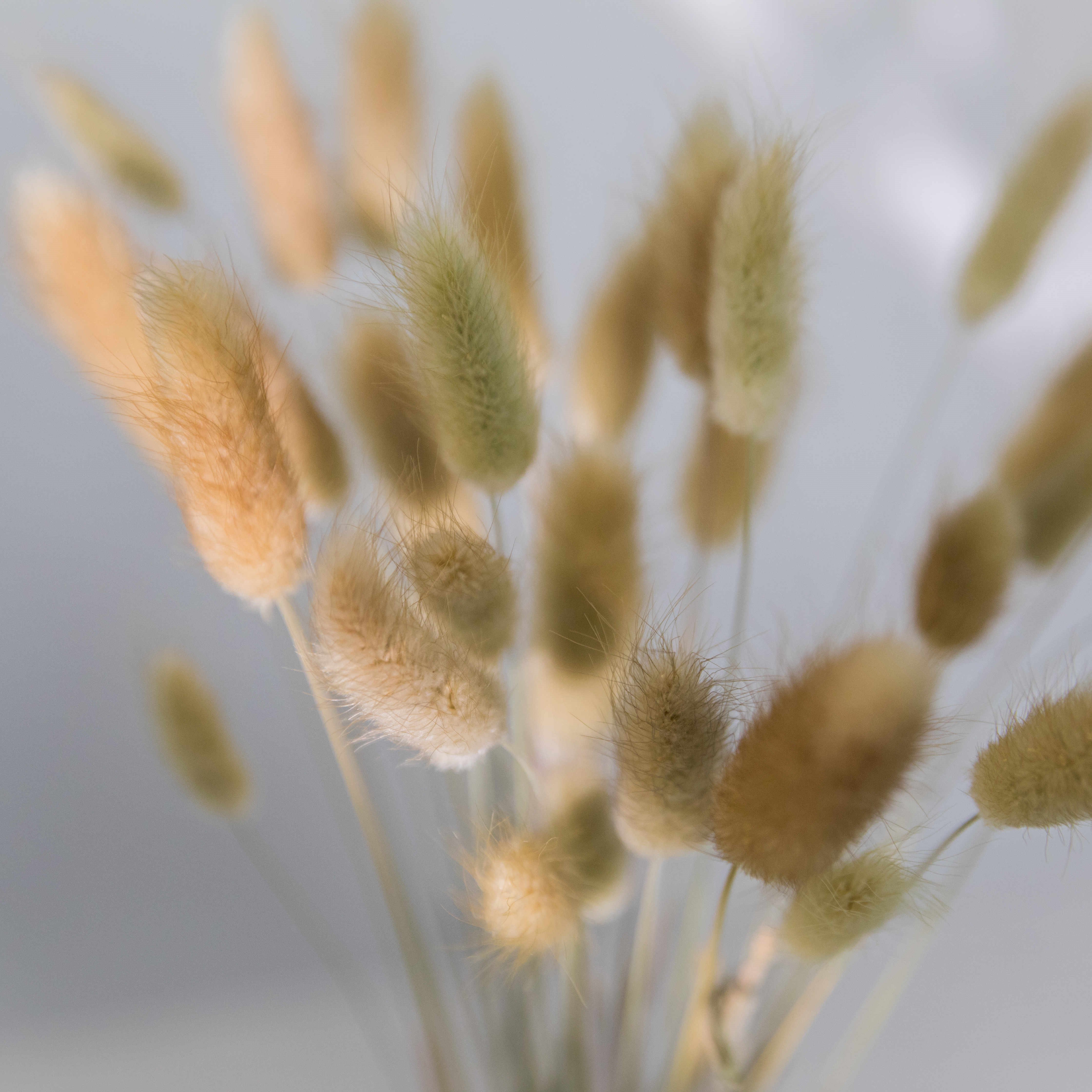 Xiangnan 2023 Hot Sale Lagurus Natural Bunny Tails Dried Flowers Grass Yunnan Dried Rabbits Tails Grass Supplier