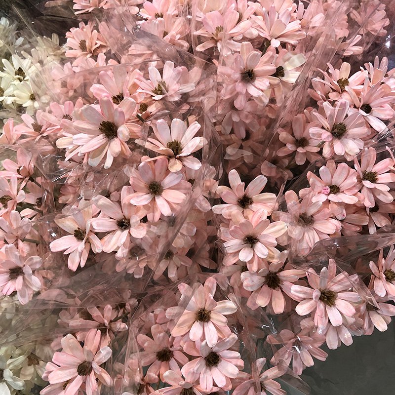 2022 Hot Product Fashionable Dried Flowers Melon Seeds DIY Flower for Home Decoration Romantic Gift Valentines Day