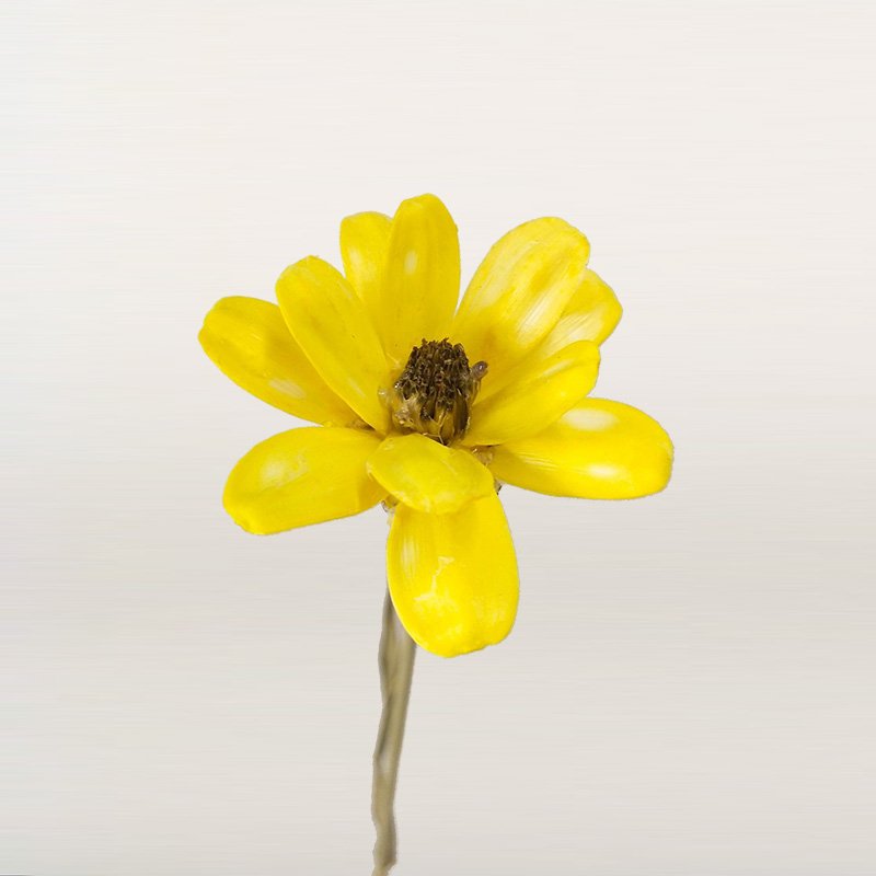 2022 Hot Product Fashionable Dried Flowers Melon Seeds DIY Flower for Home Decoration Romantic Gift Valentines Day