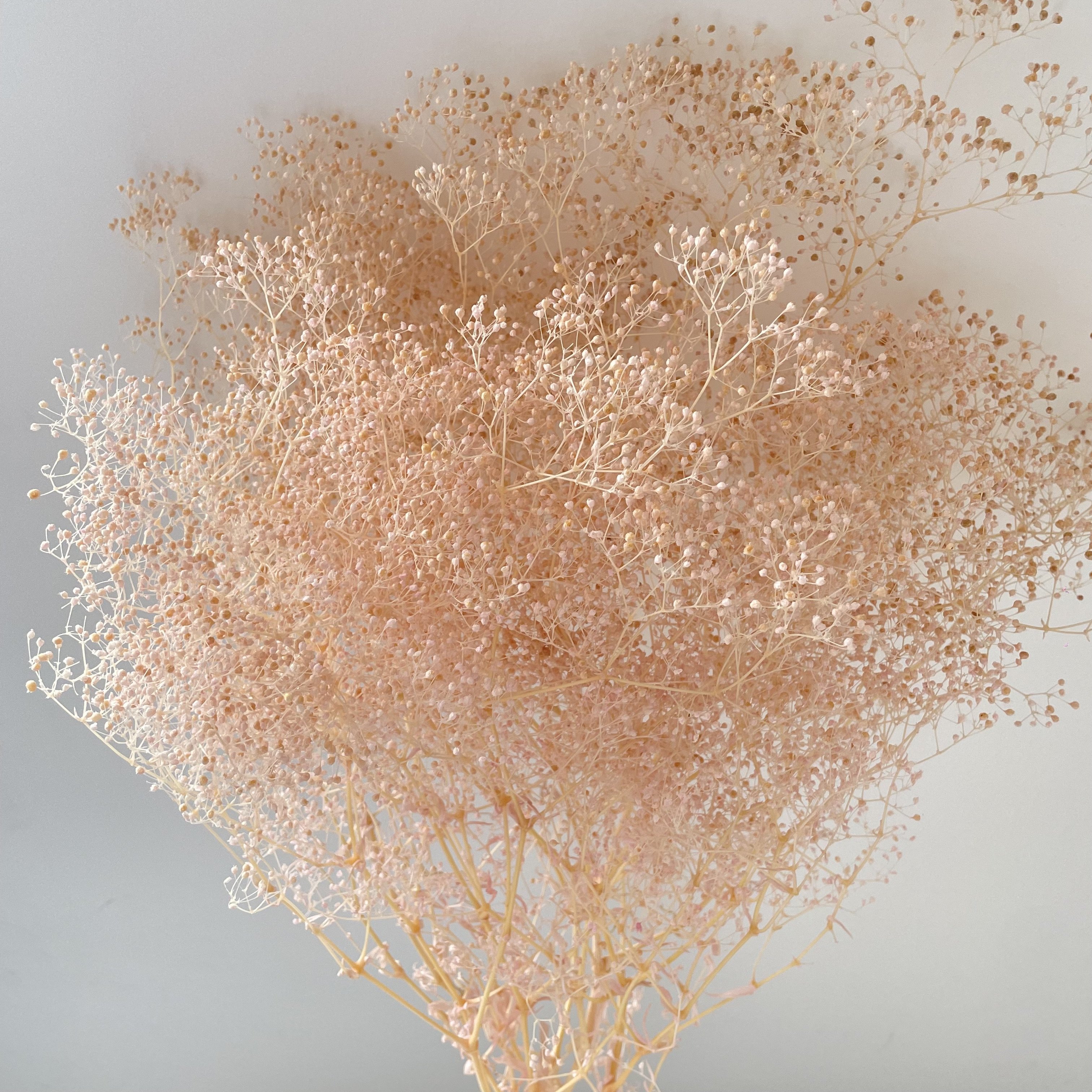 preserved million star baby's breath mini gypsophila elegans dried baby breath flower for events decor flower arrangement