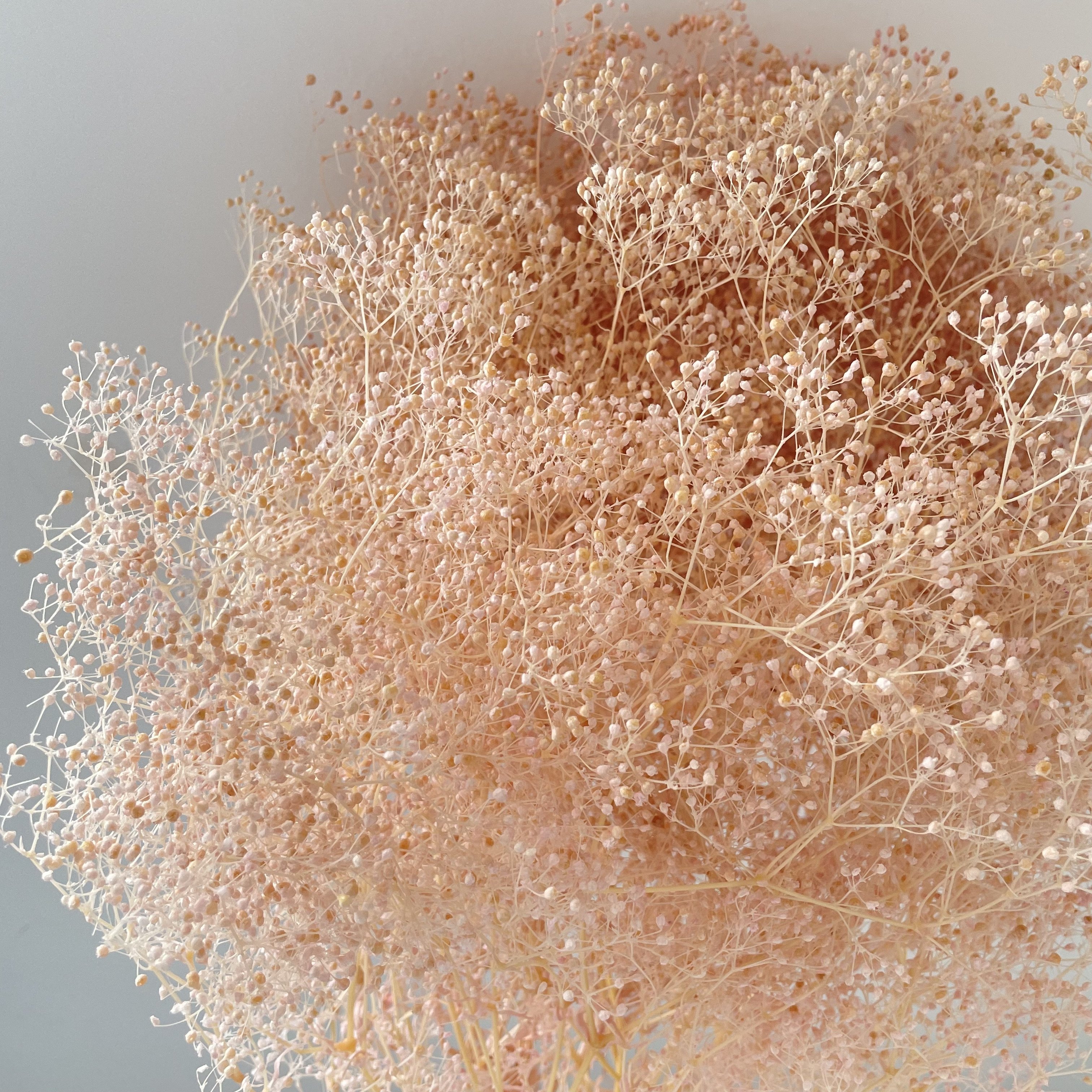 preserved million star baby's breath mini gypsophila elegans dried baby breath flower for events decor flower arrangement