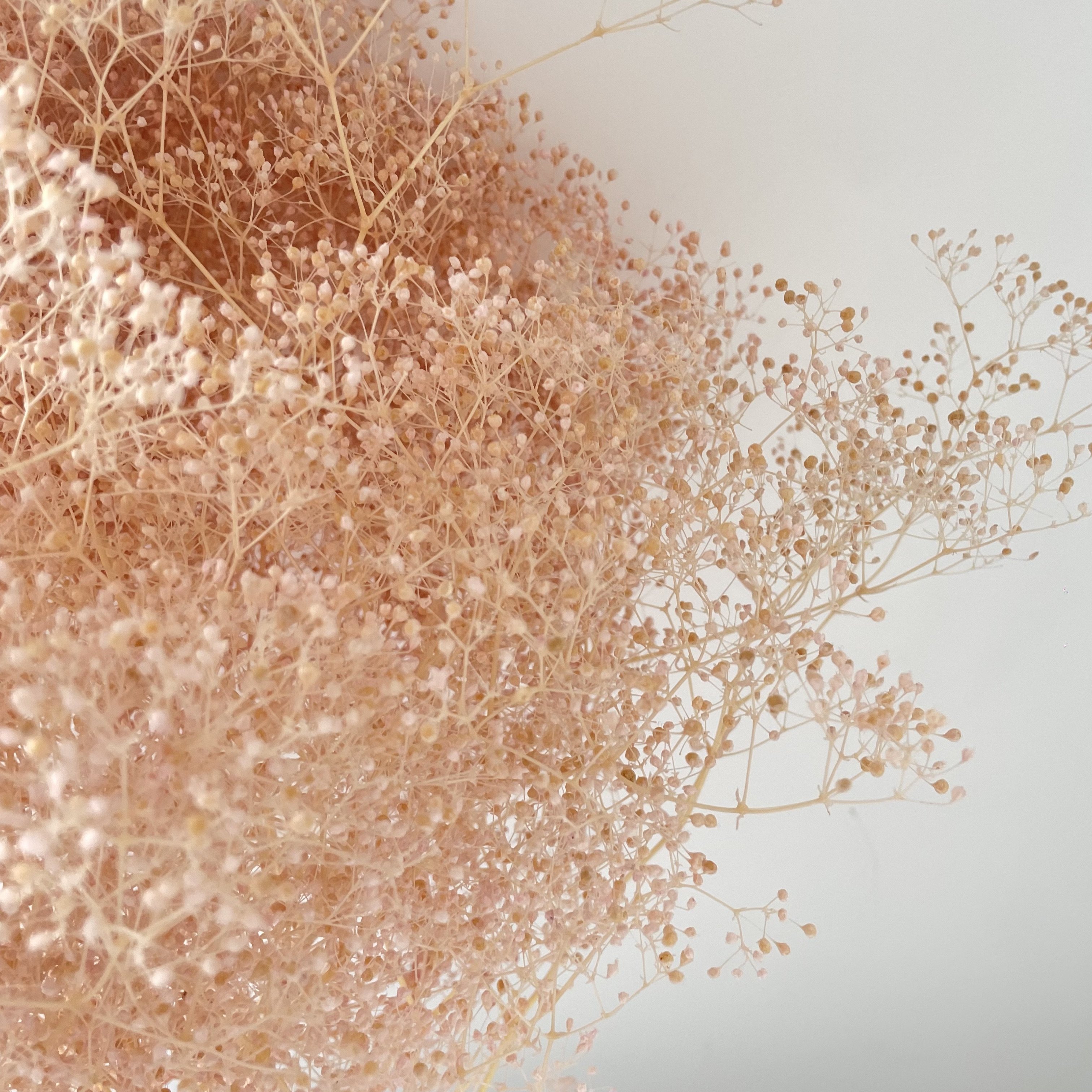 preserved million star baby's breath mini gypsophila elegans dried baby breath flower for events decor flower arrangement