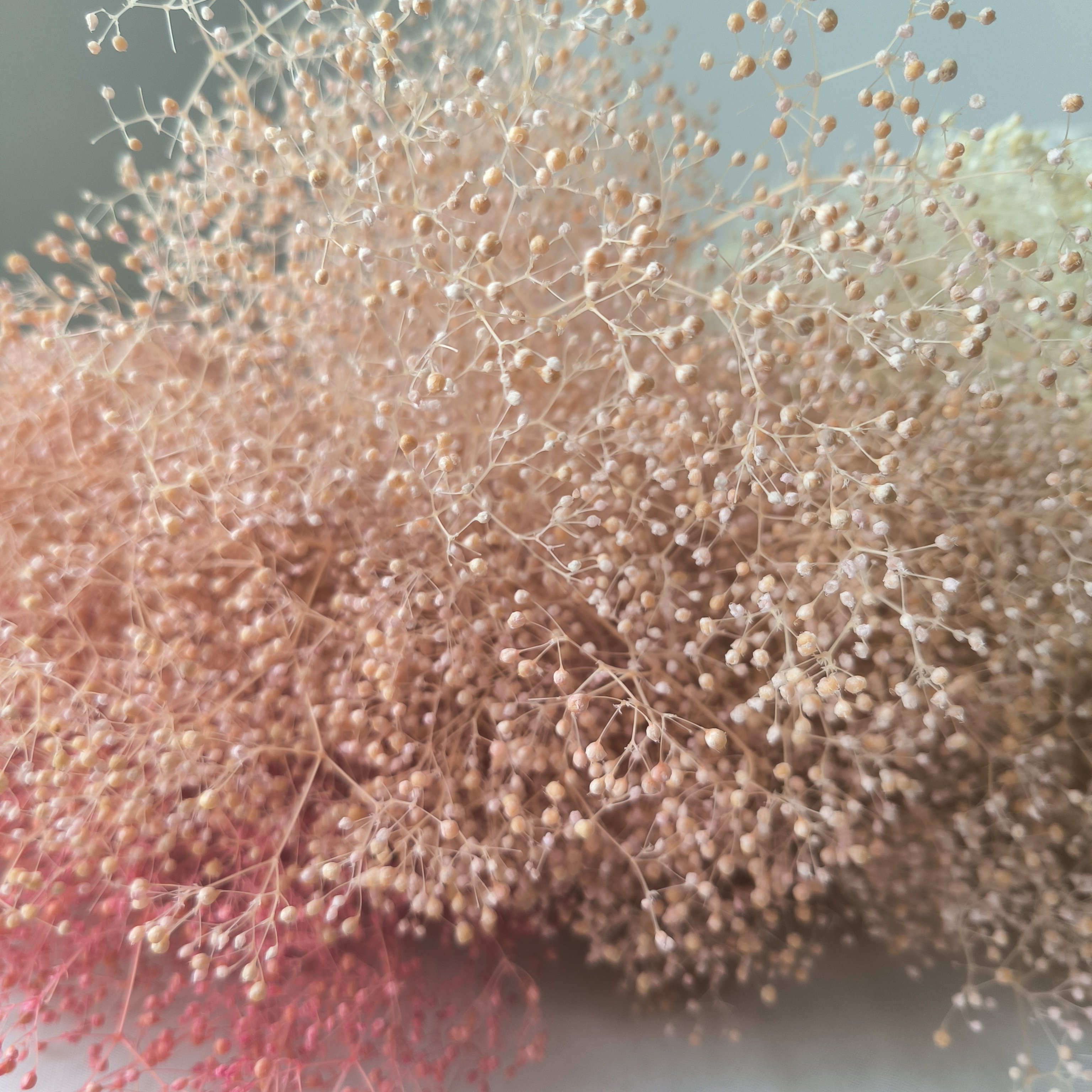 preserved million star baby's breath mini gypsophila elegans dried baby breath flower for events decor flower arrangement