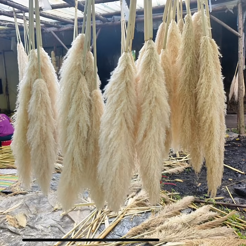 Dried Flowers Luxury Decor Fluffy Tall Pampas grass tree Bohemian natural pampas grass Christmas tree beige pampas grass tree