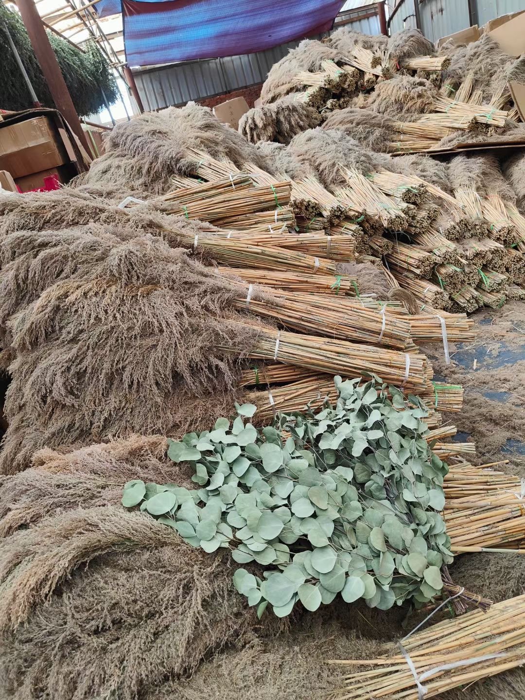 Dried Flowers Luxury Decor Fluffy Tall Pampas grass tree Bohemian natural pampas grass Christmas tree beige pampas grass tree