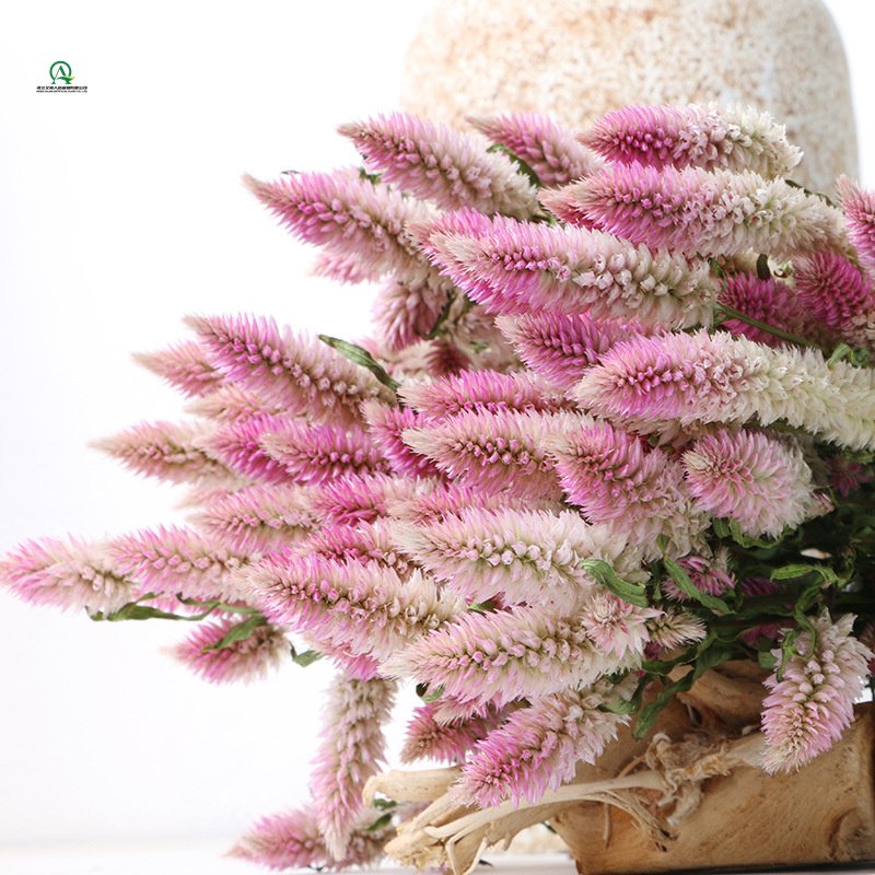 100g Dried flower Bouquet 100% Natural for Vase Home Wedding Office Party Decor