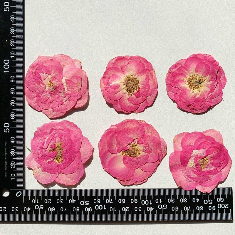 Whole Pink Rose Without Stems Handmade Pressed Flower for Nail Art Bookmark DIY Resin Phone Case 1 Bag 6 PCs