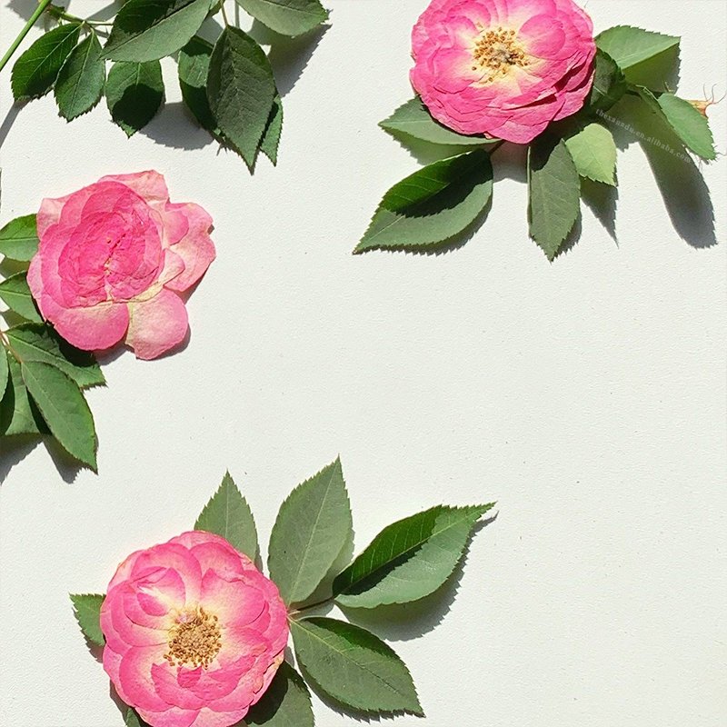 Whole Pink Rose Without Stems Handmade Pressed Flower for Nail Art Bookmark DIY Resin Phone Case 1 Bag 6 PCs
