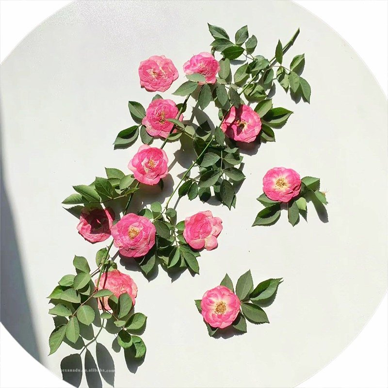 Whole Pink Rose Without Stems Handmade Pressed Flower for Nail Art Bookmark DIY Resin Phone Case 1 Bag 6 PCs