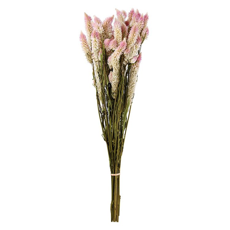 China hot selling natural flowers dried Herba Pteridis multifidae for flower arrangement decoration