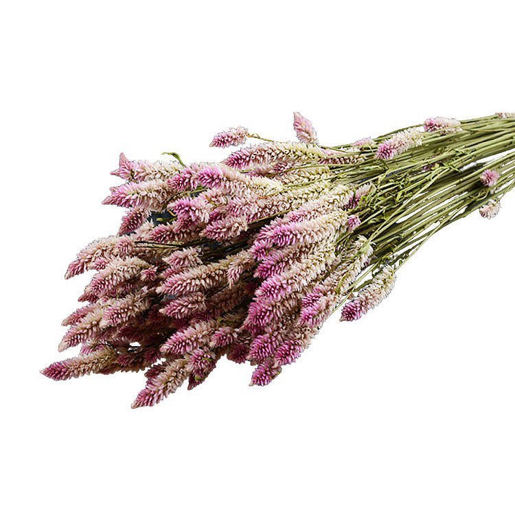 China hot selling natural flowers dried Herba Pteridis multifidae for flower arrangement decoration