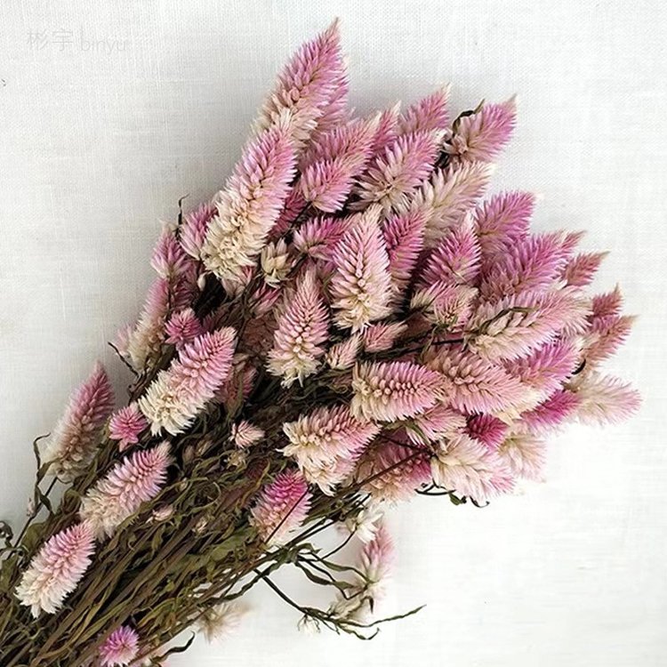 China hot selling natural flowers dried Herba Pteridis multifidae for flower arrangement decoration