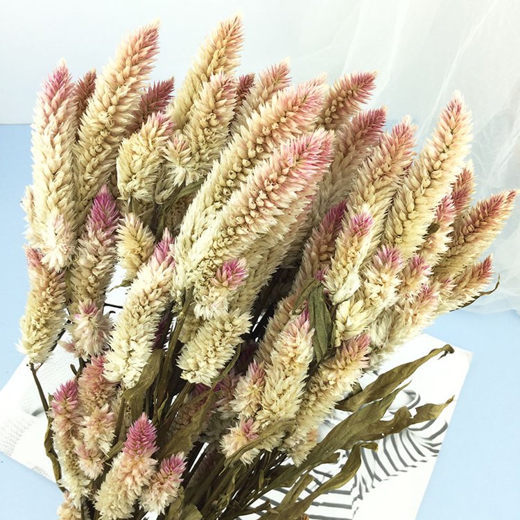 China hot selling natural flowers dried Herba Pteridis multifidae for flower arrangement decoration