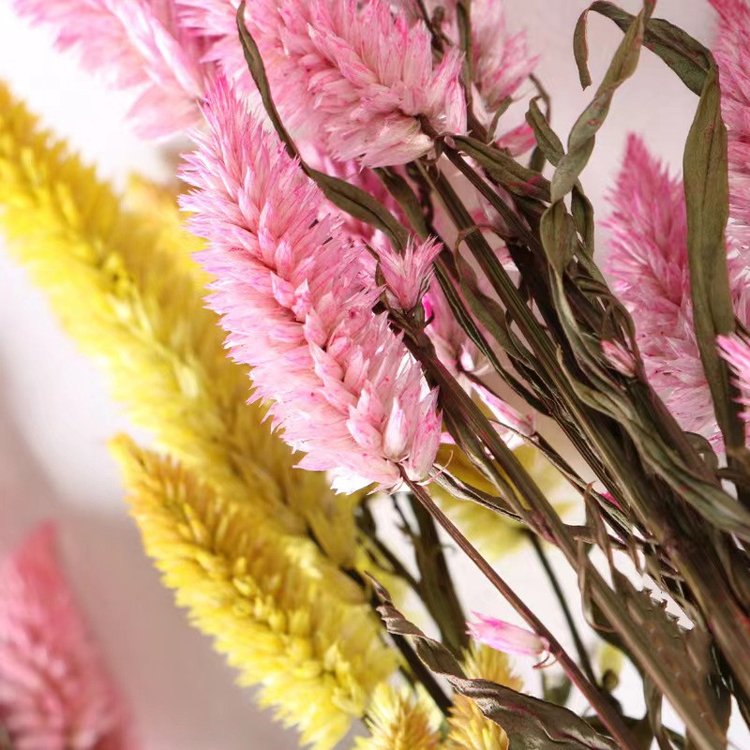 China hot selling natural flowers dried Herba Pteridis multifidae for flower arrangement decoration