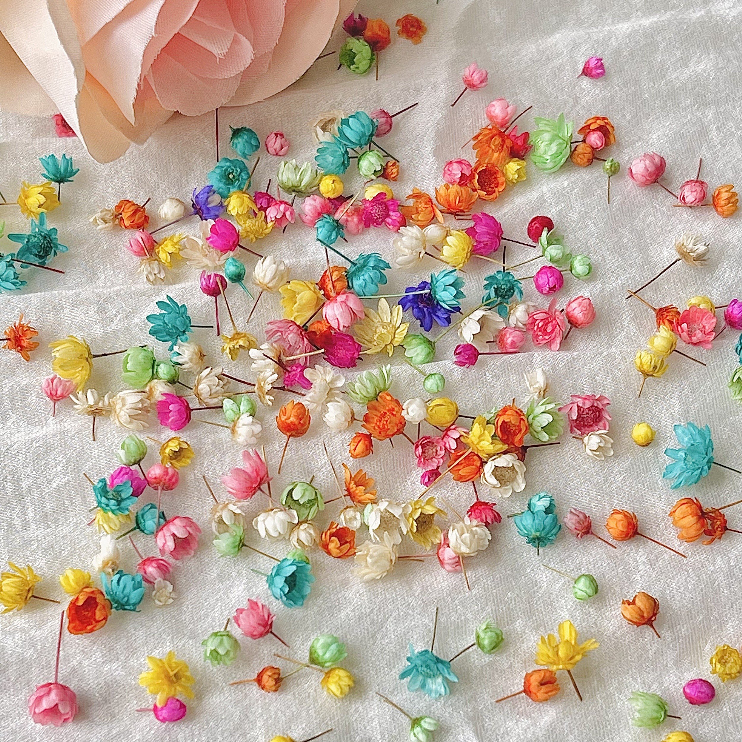 280pcs/box Small Star Flowers Real Dried Mini Flowers For Resin DIY Garland Decoration
