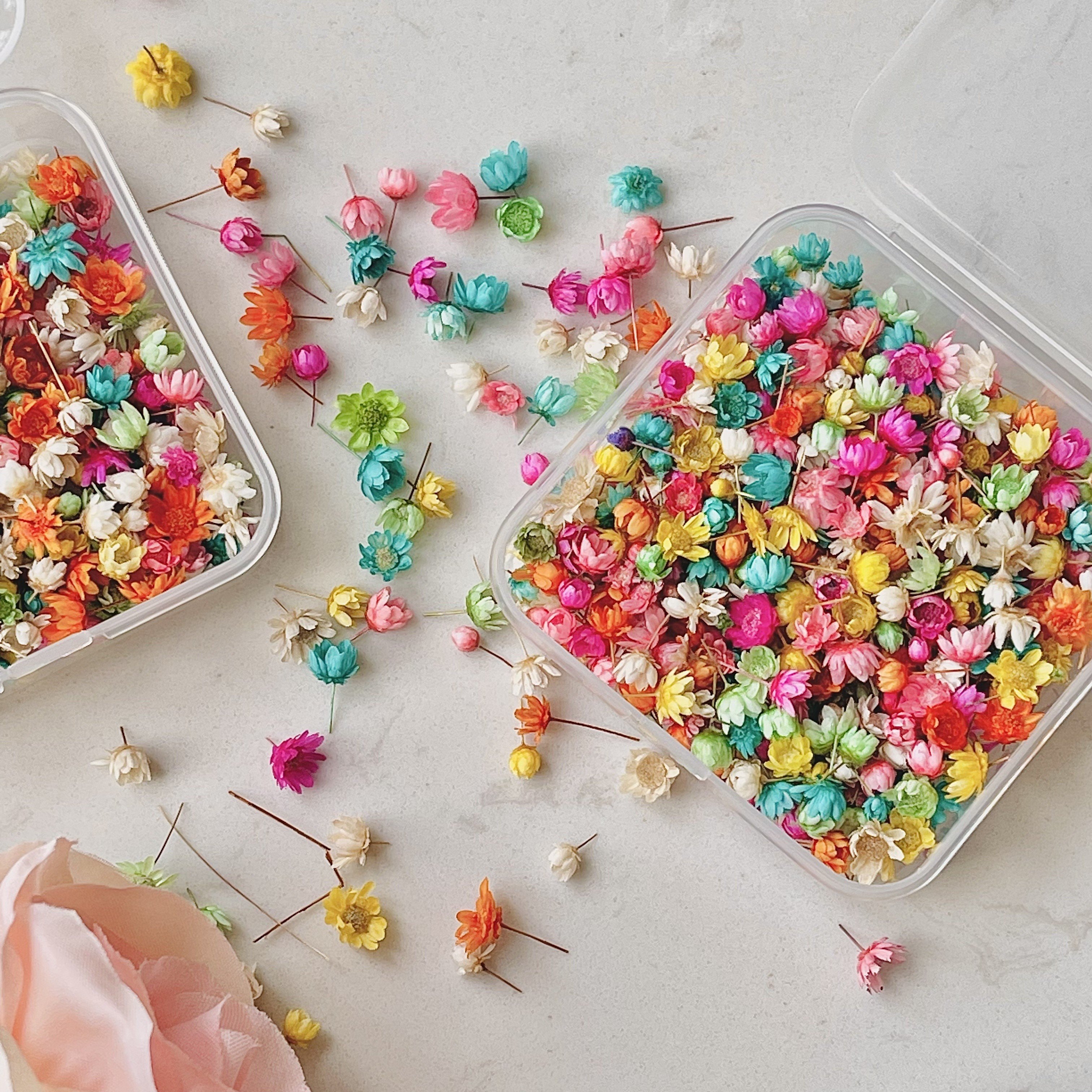 280pcs/box Small Star Flowers Real Dried Mini Flowers For Resin DIY Garland Decoration