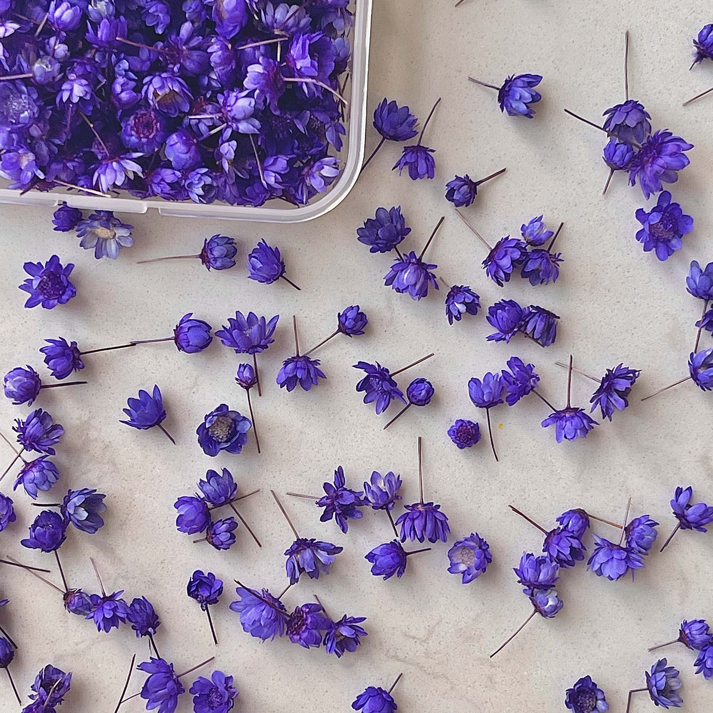 280pcs/box Small Star Flowers Real Dried Mini Flowers For Resin DIY Garland Decoration