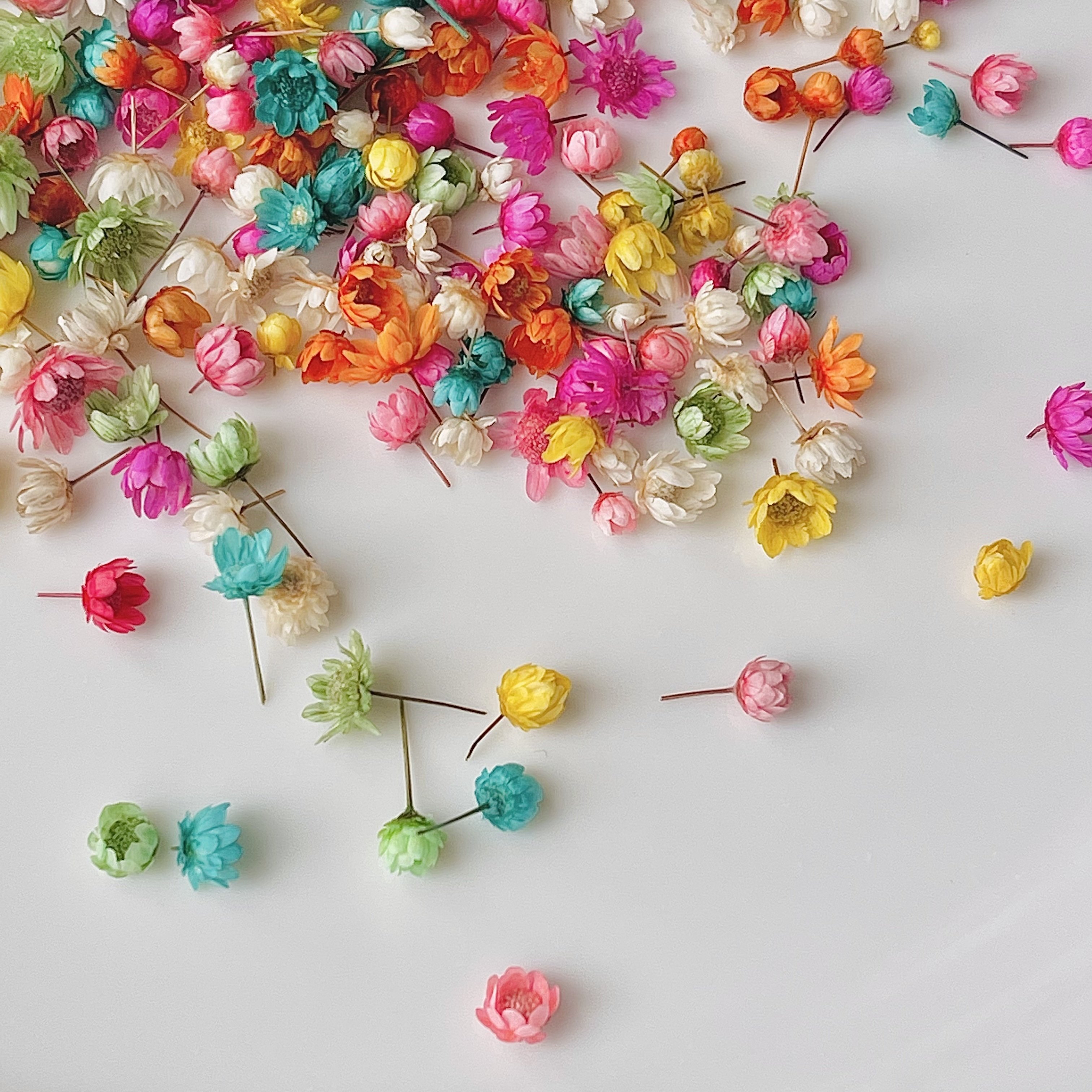 280pcs/box Small Star Flowers Real Dried Mini Flowers For Resin DIY Garland Decoration