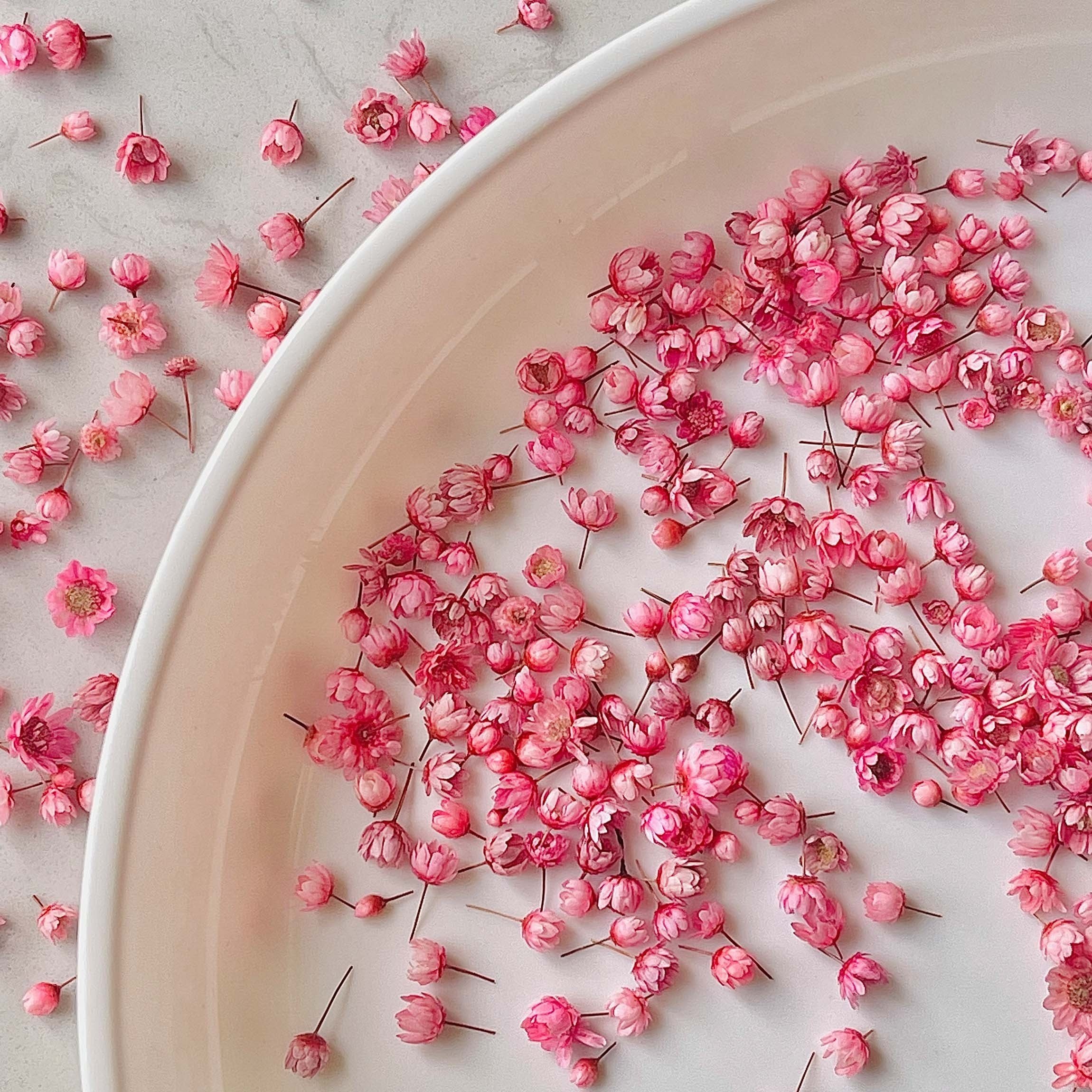 280pcs/box Small Star Flowers Real Dried Mini Flowers For Resin DIY Garland Decoration
