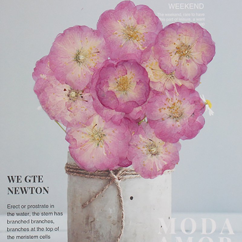 MNR1958 dried flowers pressed real cherry flowers for DIY flower materials