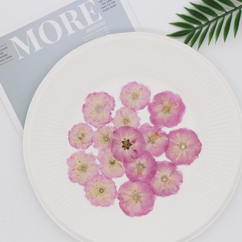 MNR1958 dried flowers pressed real cherry flowers for DIY flower materials