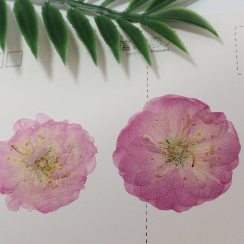 MNR1958 dried flowers pressed real cherry flowers for DIY flower materials
