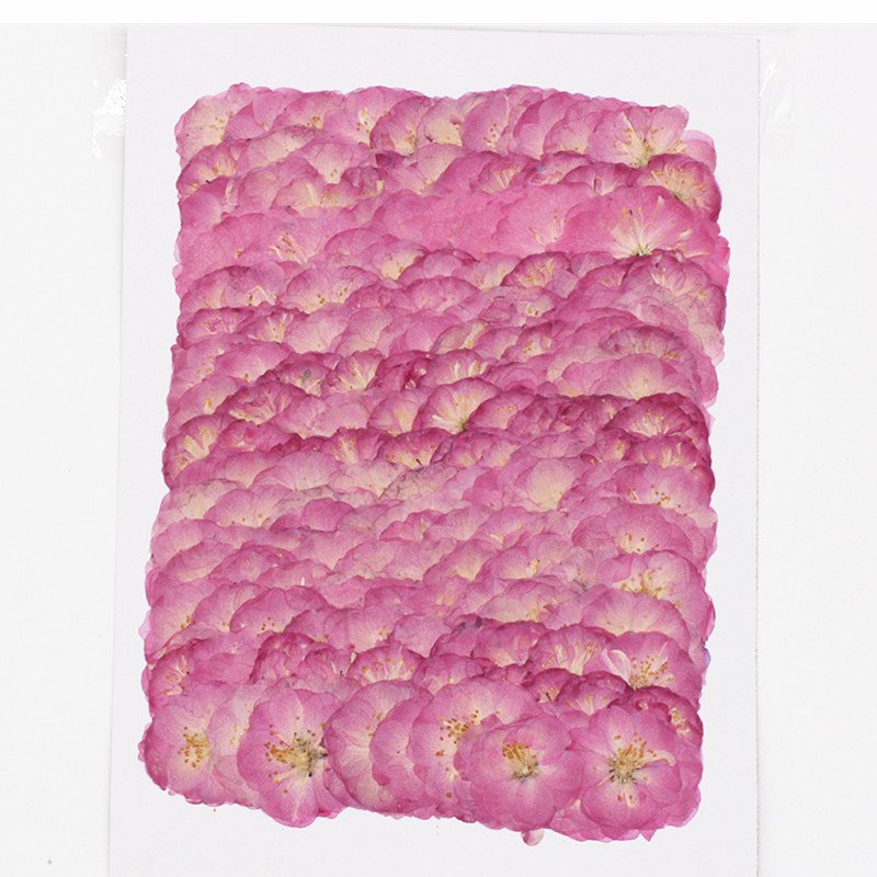 MNR1958 dried flowers pressed real cherry flowers for DIY flower materials
