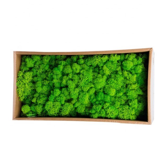 garden supplies plants fertilizer dried Reindeer Moss
