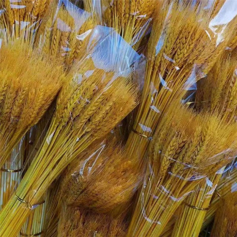 Dried natural Wheat, wheat stems grass flower for home wedding party theme decoration