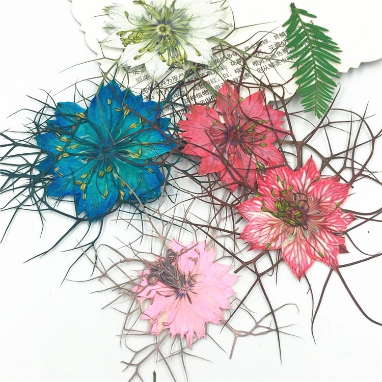 Colorful Nigella Damascena Pressed Flower Plant Specimens for DIY Crafts Resin Jewelry Halloween Decor