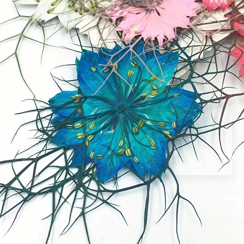 Colorful Nigella Damascena Pressed Flower Plant Specimens for DIY Crafts Resin Jewelry Halloween Decor