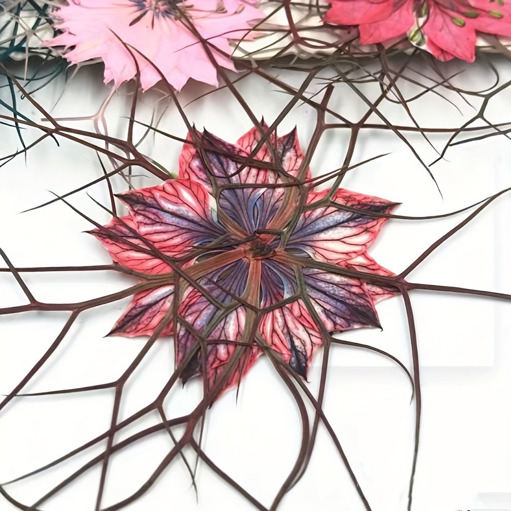Colorful Nigella Damascena Pressed Flower Plant Specimens for DIY Crafts Resin Jewelry Halloween Decor