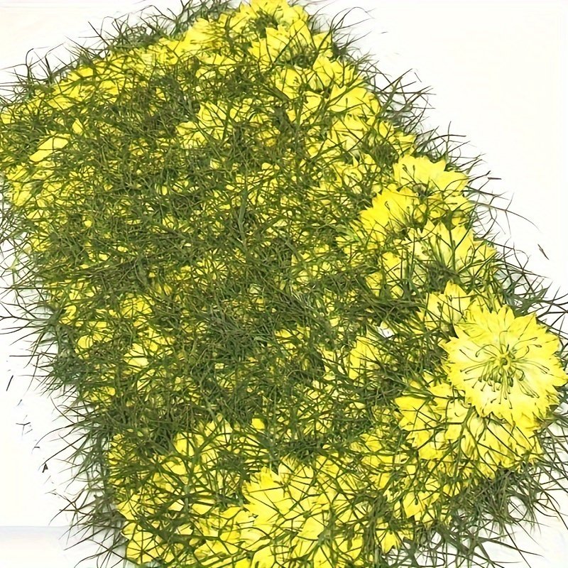 Colorful Nigella Damascena Pressed Flower Plant Specimens for DIY Crafts Resin Jewelry Halloween Decor