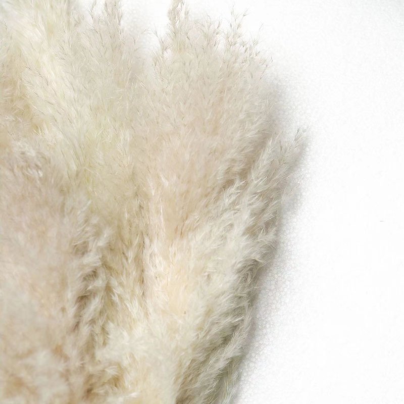 Hot Selling Home And Wedding Decoration Fluffy Pampas Grass Dried Flowers Natural Tall Fluffy Reed Pampas Grass