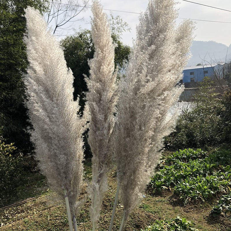Hot Selling Home And Wedding Decoration Fluffy Pampas Grass Dried Flowers Natural Tall Fluffy Reed Pampas Grass