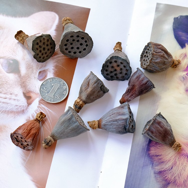 Wholesale nordic dried flower natural plant dipsacus sativus for home decoration