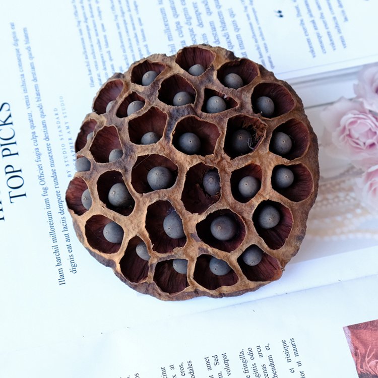 Wholesale nordic dried flower natural plant dipsacus sativus for home decoration